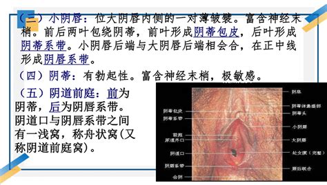 陰地位置|阴蒂